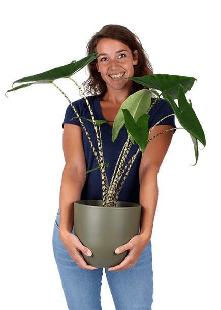 Plantenliefhebber