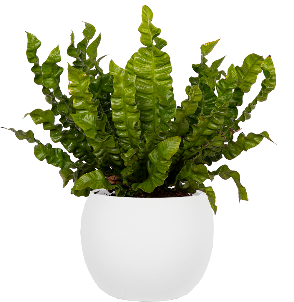 curly leaf bird's nest fern Asplenium Crispy Wave | Birds Nest Fern | 6" Pot | Pet Friendly And Easy  Care Houseplant
