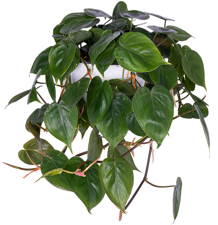 Philodendron Hederaceum | Heartleaf Philodendron (L)