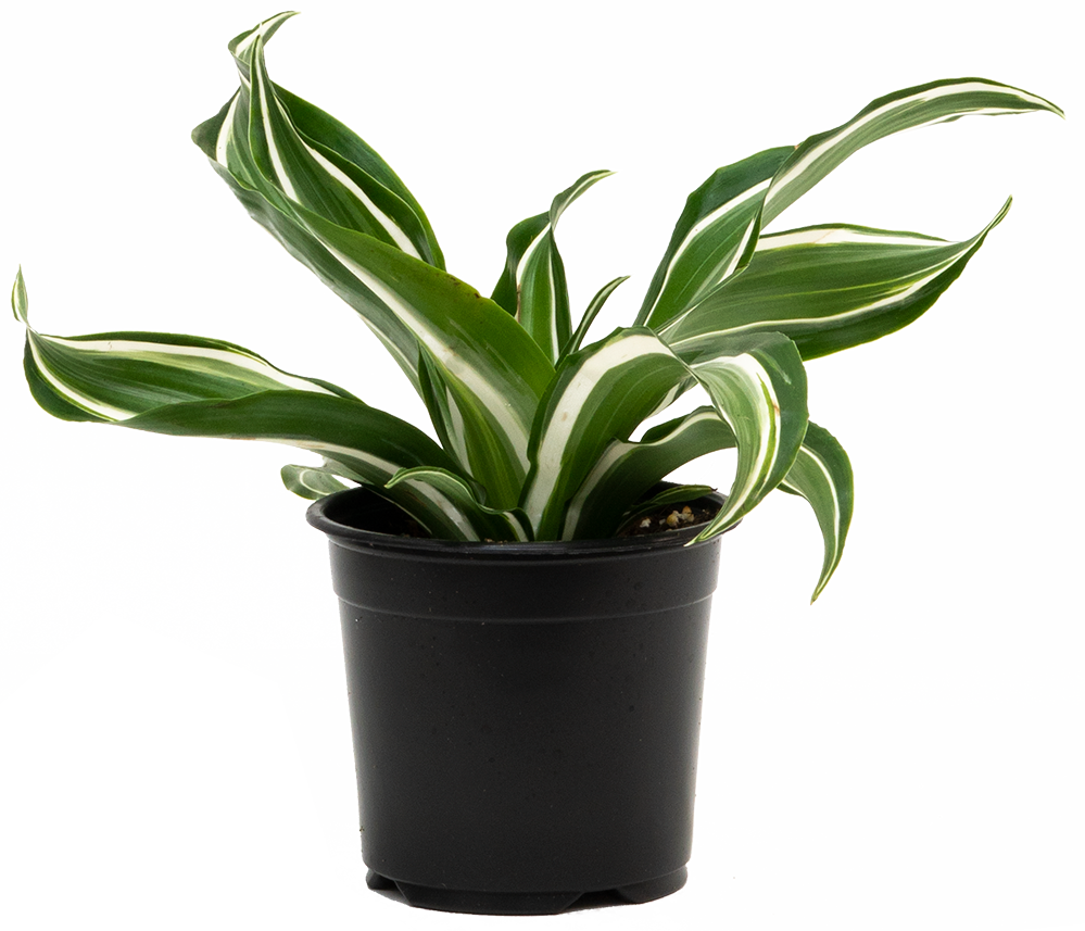 Dracaena Jade Jewel | 4