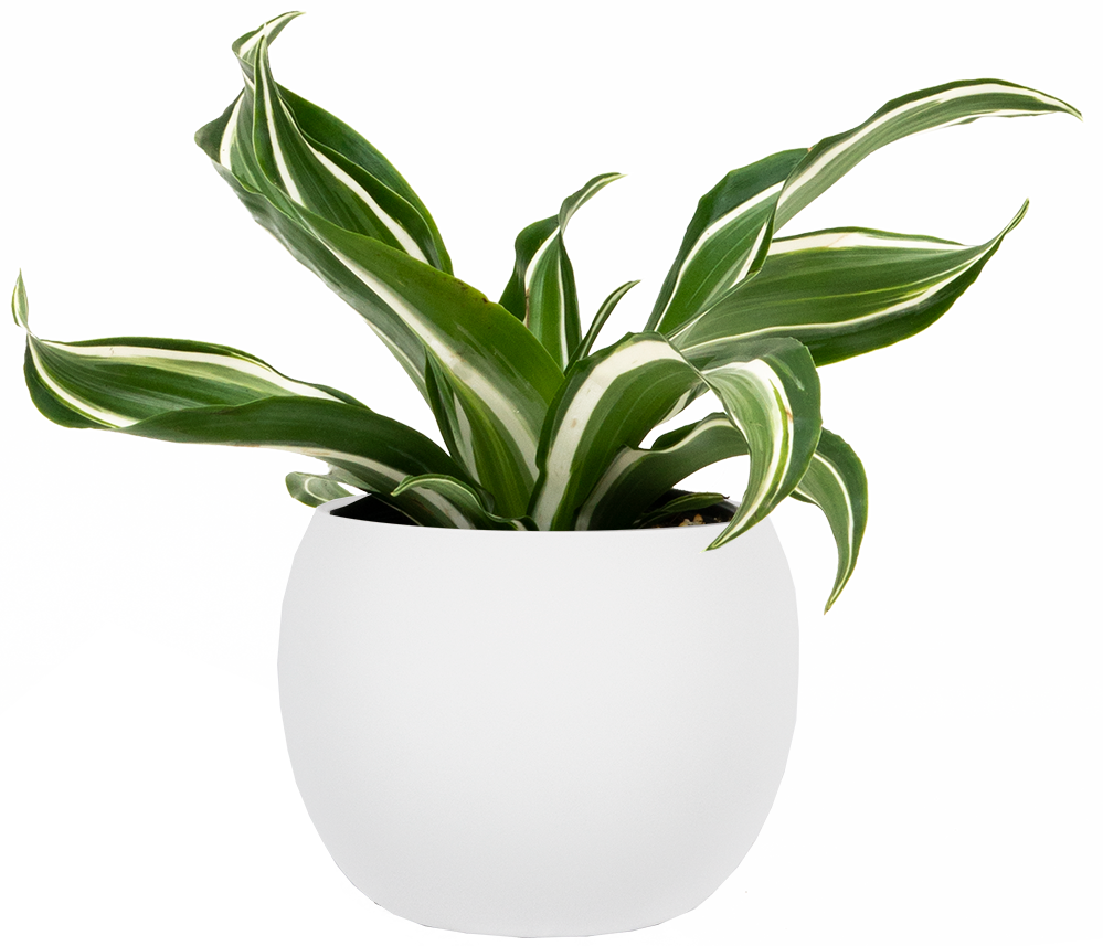 jade jewel plant Dracaena Jade Jewel | 4" Pot | Easy Care Houseplant