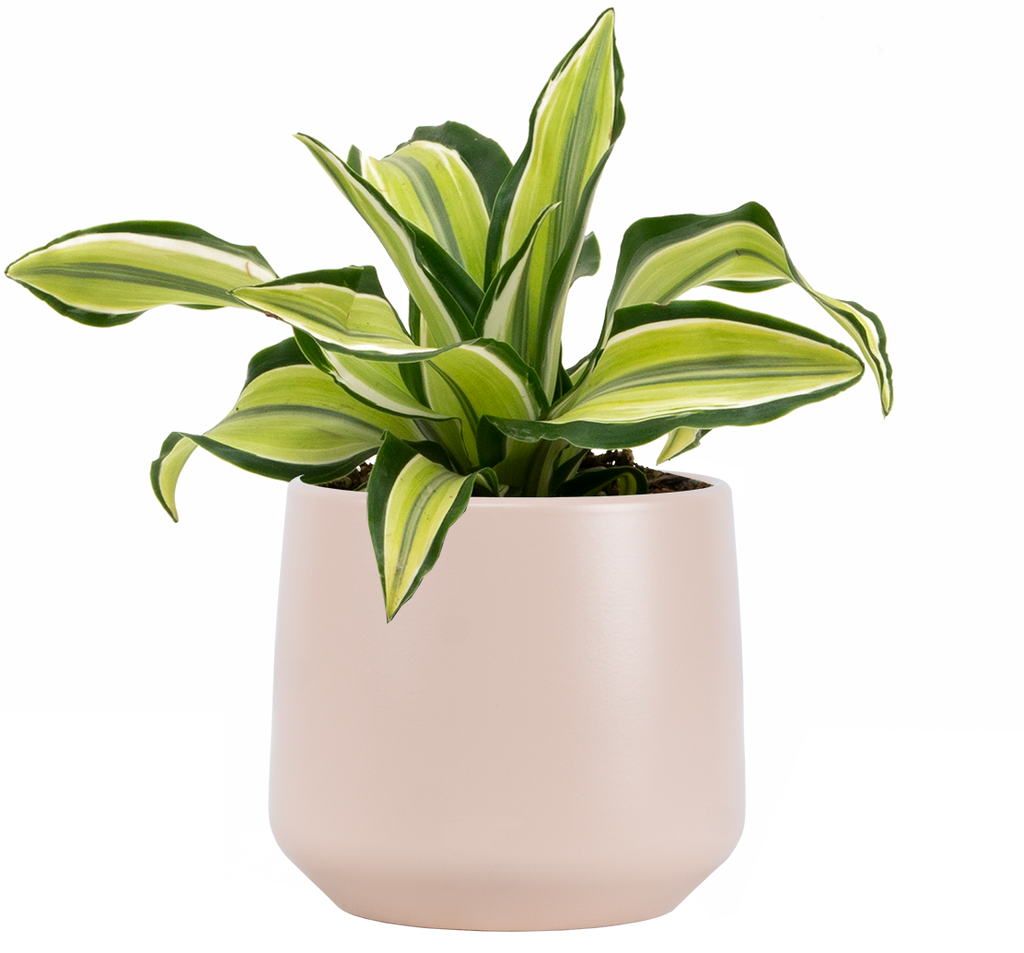 Dracaena Malaika | 4