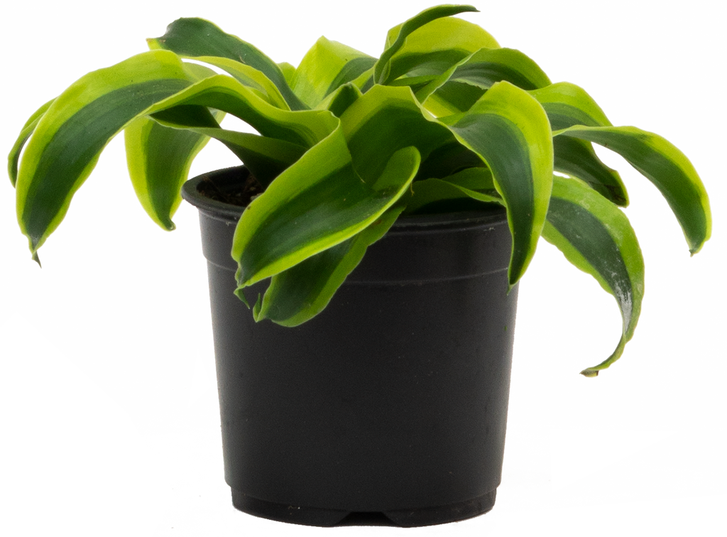 dracaena tornado swirl plant Dracaena Tornado | 4" Pot | Easy Care Houseplant