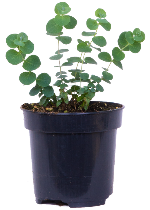 Eucalyptus Silver Drop (S)