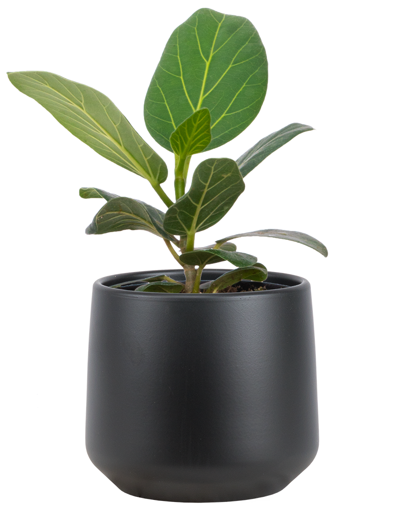 Ficus Benghalensis | Audrey | 4