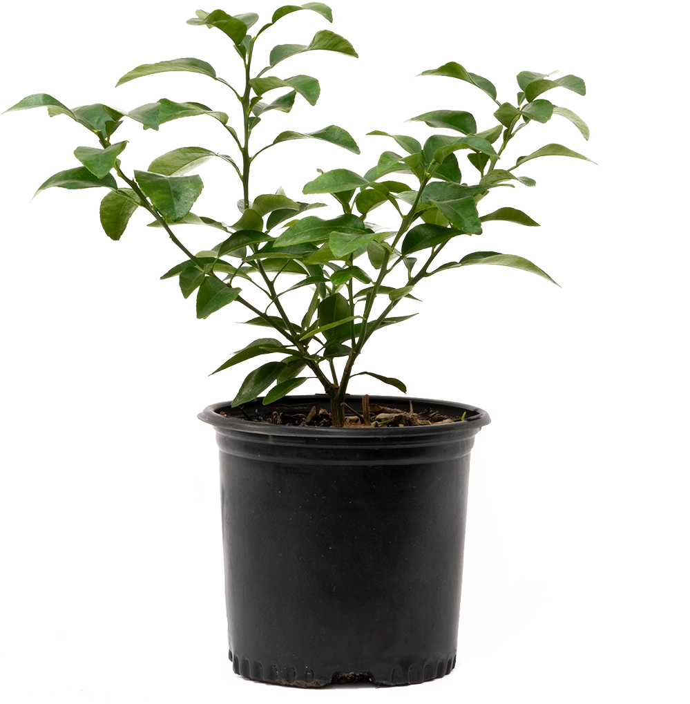 Citrus Grapefruit 8" Pot Garden Plant Plantsome
