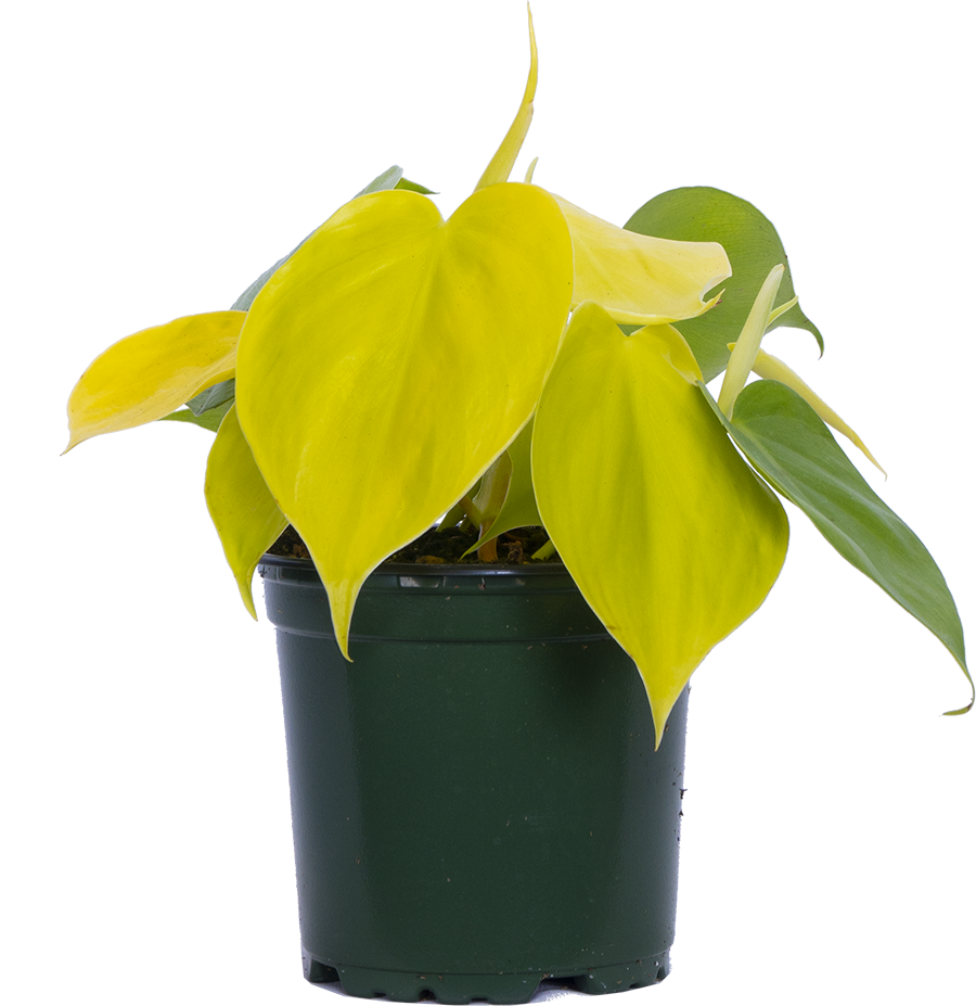 philodendron cordatum lime gold Philodendron Cordatum | Lemon Lime Heartleaf | 4" Pot | Easy Care Houseplant