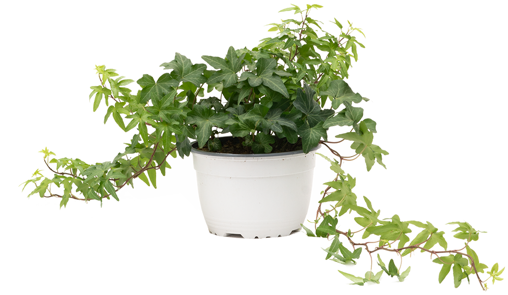 green ivy house plant Hedera | Green Ivy | 6" Pot | Easy Care Houseplant
