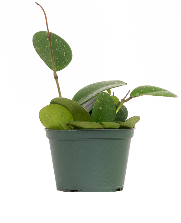Hoya Obovata | Wax Plant (M)