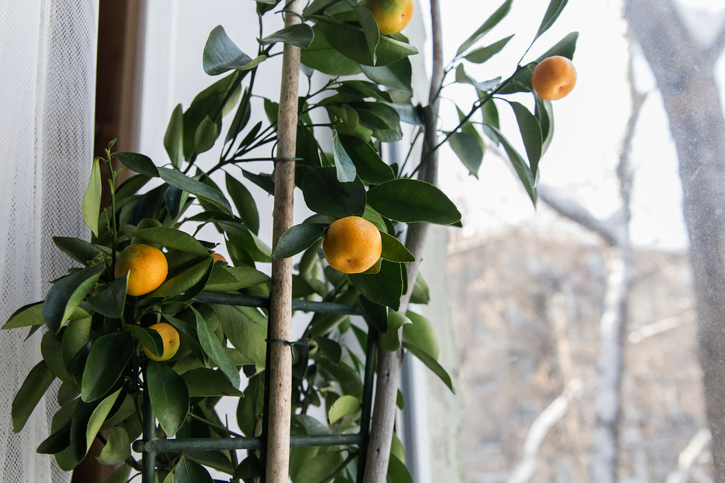 calamondin orange tree toronto Calamondin Orange Tree | 12.5" Pot | Garden Plant