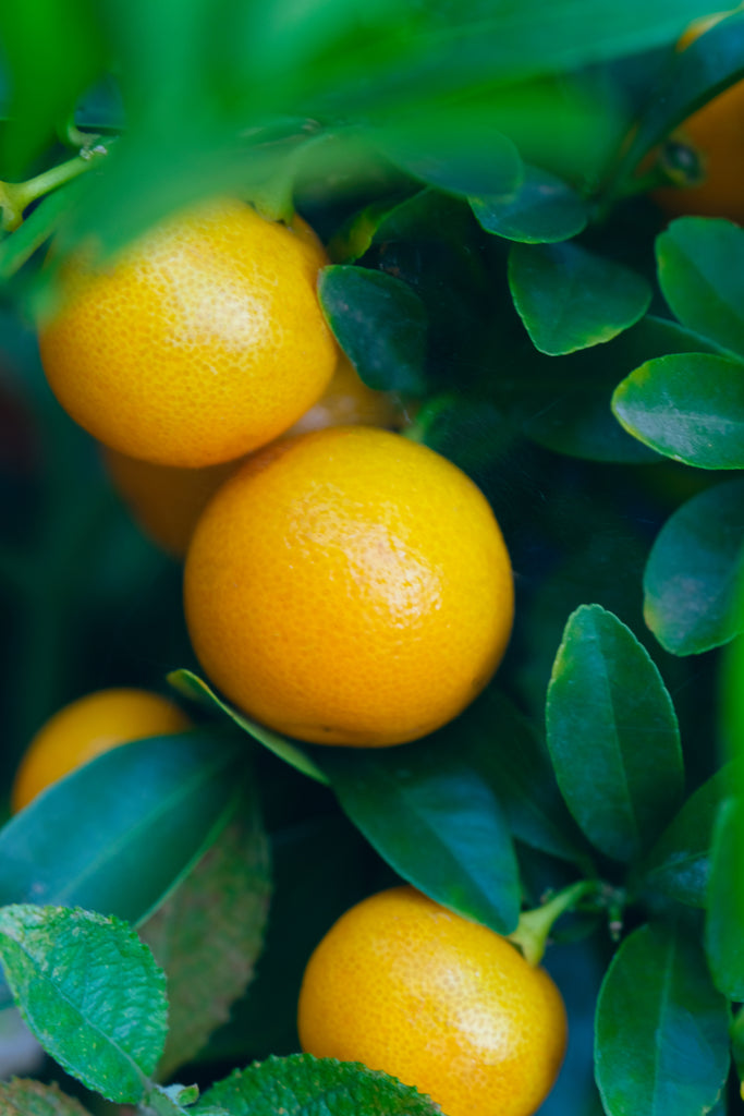 Calamondin Orange Tree 10" Pot Garden Plant Plantsome