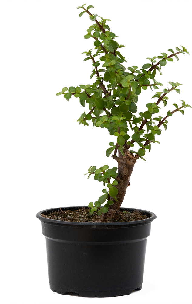 Crassula Dwarf Jade Bonsai With Pot 8" Pot Easy Care Houseplant