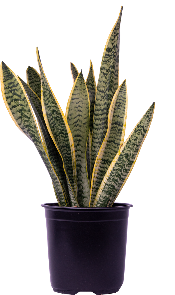 snake plant vancouver Sansevieria Laurentii | Snake Plant | 8" Pot | Easy Care Houseplant