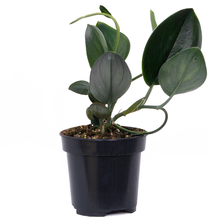 Scindapsus Treubii | Nearly Black Pothos (S)