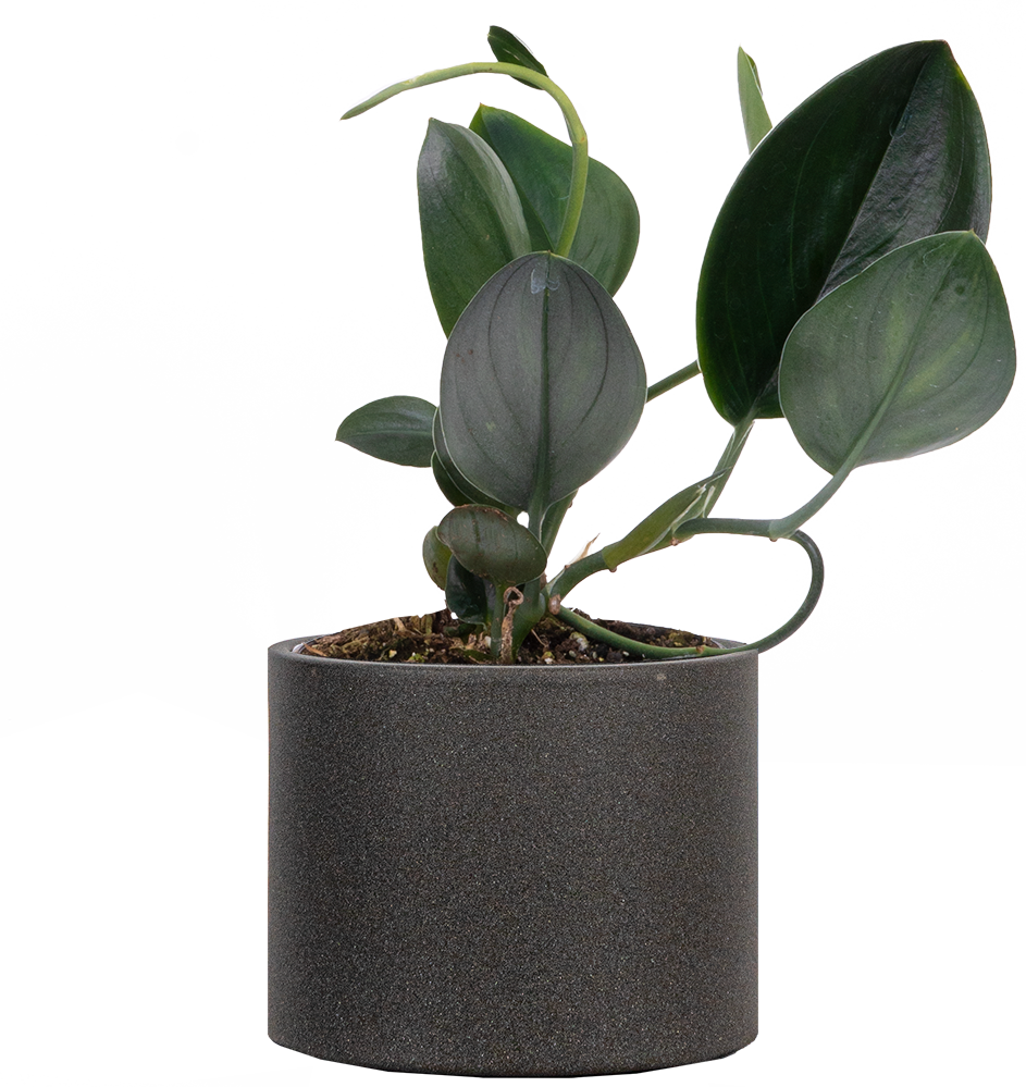 black pothos Scindapsus Treubii | Nearly Black Pothos | 4" Pot | Easy Care Houseplant