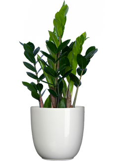 Zamioculcas (M) | ZZ Plant