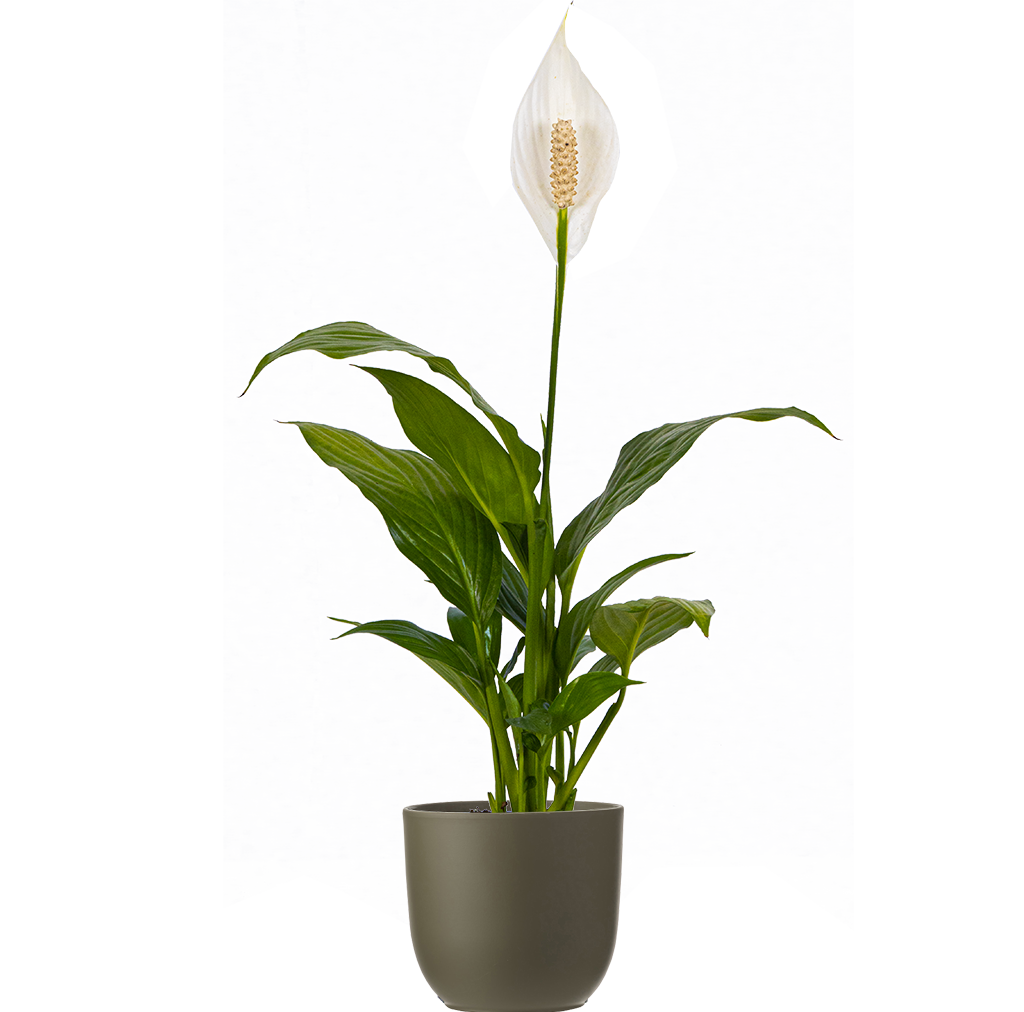 peace lily canada Peace Lily | Spathiphyllum | 4" Pot | Easy Care Houseplant
