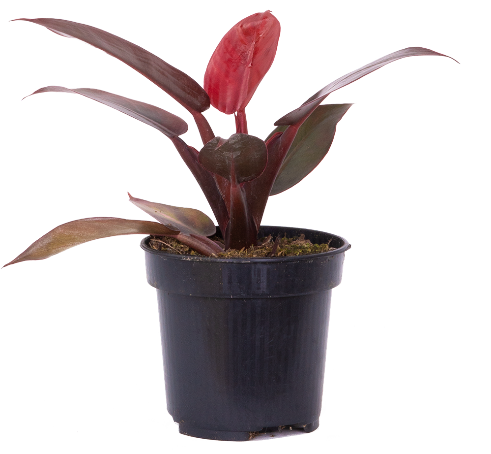 Philodendron Red Sun | 4