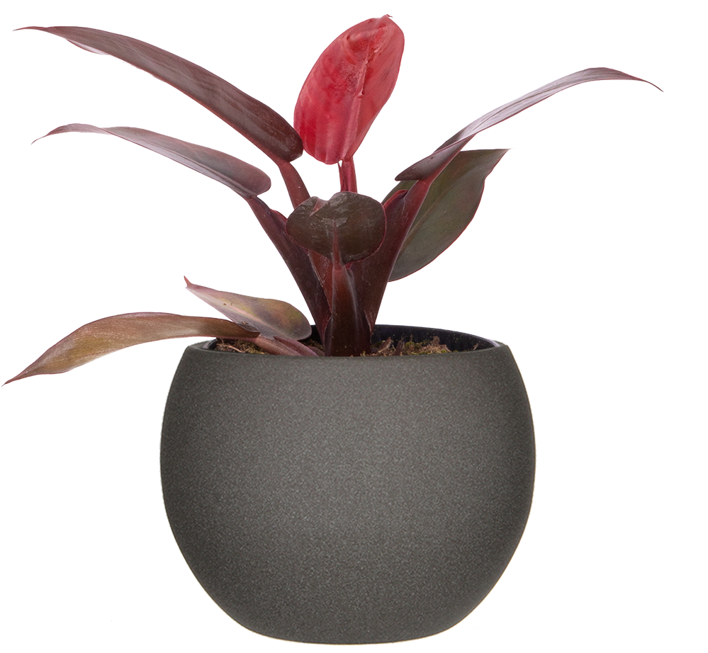 Philodendron Red Sun | 4