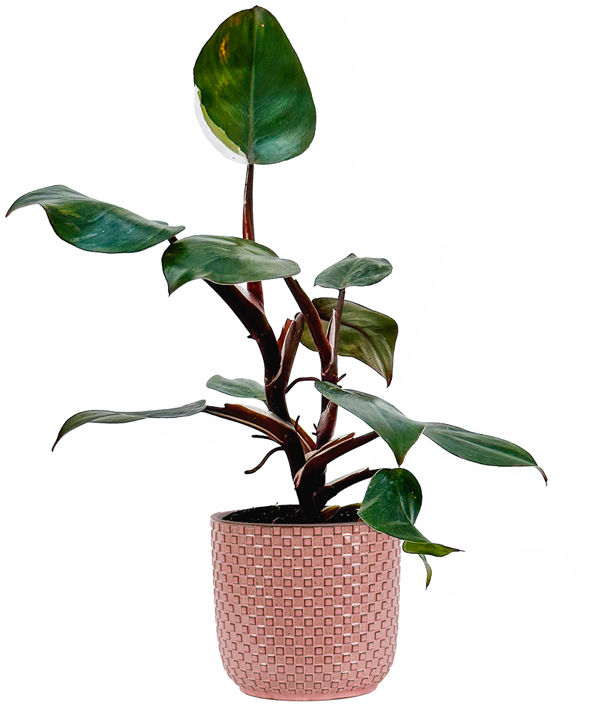 Philodendron White Knight | 4