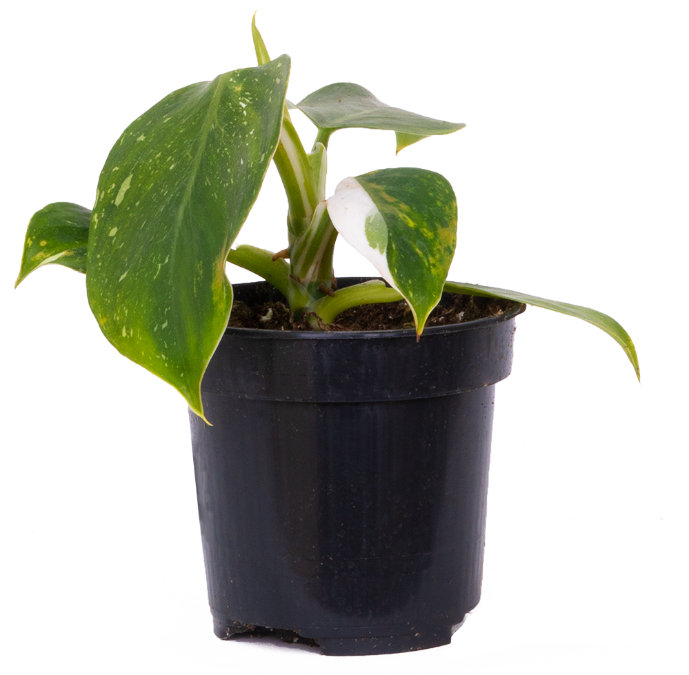 my philodendron froze Philodendron White Wizard | 4" Pot | Easy Care Houseplant
