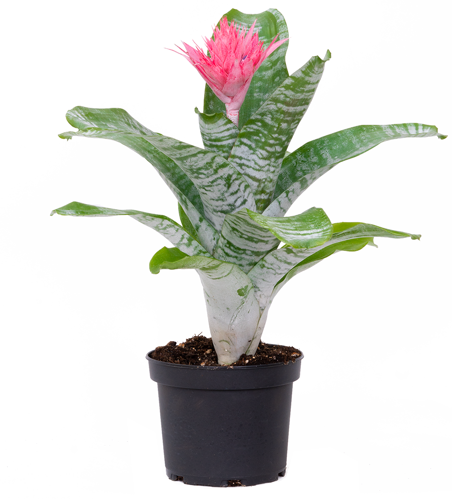 Aechmea Fasciata Pink Bromeliad Silver Vase Plant 6" Pot Pet