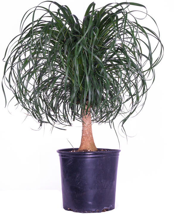 Ponytail Palm | Beaucarnea (XL)