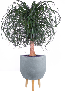 Ponytail Palm | Beaucarnea (XL)