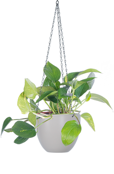 Epipremnum Aureum | Pothos Gold (M)
