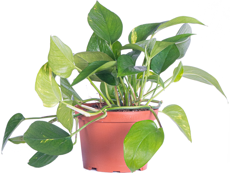 Epipremnum Aureum | Pothos Gold (M)