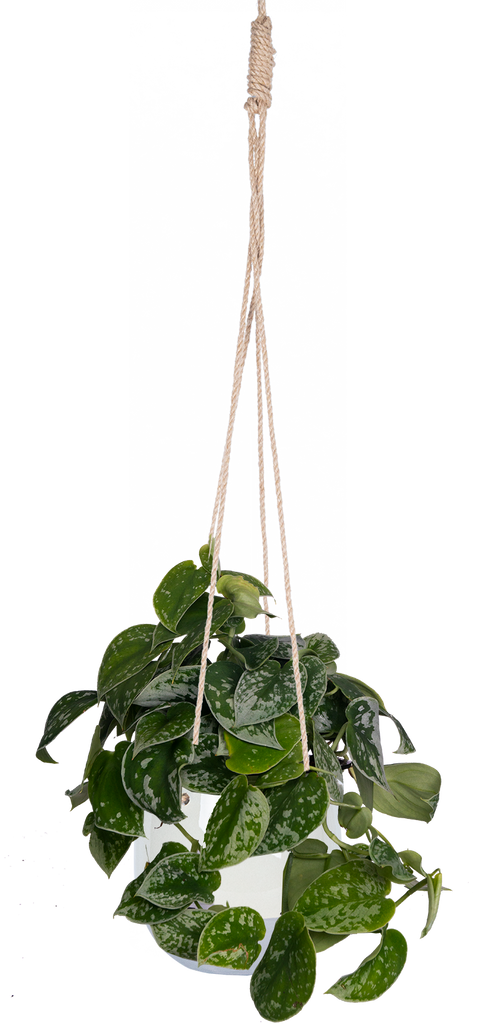 Scindapsus Pictus 'Argyraeus' | Satin Pothos | 6