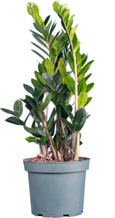 Zamioculcas (L) | ZZ Plant
