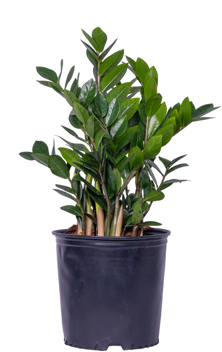 Zamioculcas (XL) | ZZ Plant
