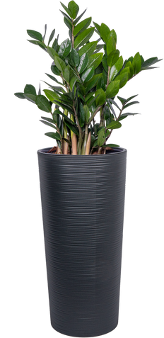 Zamioculcas (XL) | ZZ Plant