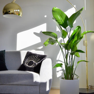 Our Top 6 Sun Loving Plants