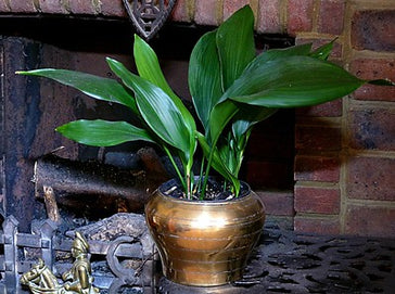 How to care for a Aspidistra | Cast Iron plant