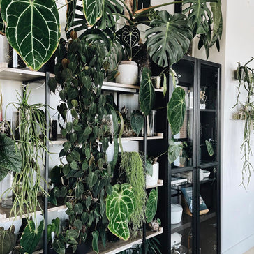 Get the Dirt with Charmaine from @UnplantParenthood