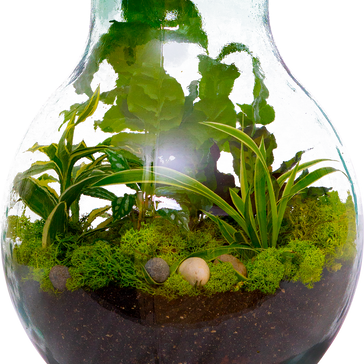 How to Care for a Terrarium