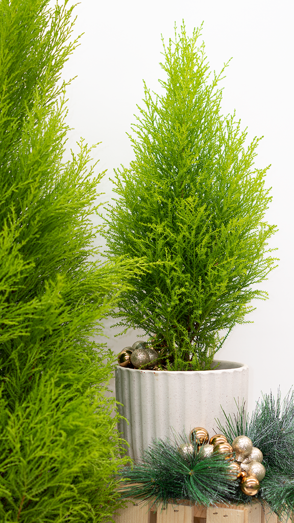 How to care for a Cypress tree | Care & Tips | Plantsome