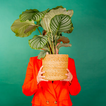 Secret Santa: Plantsome Style