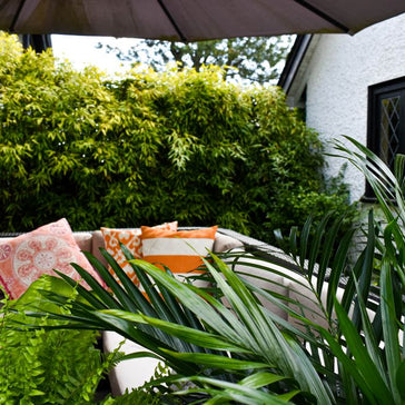 Tropical Houseplants You Can Move Outdoors this Spring