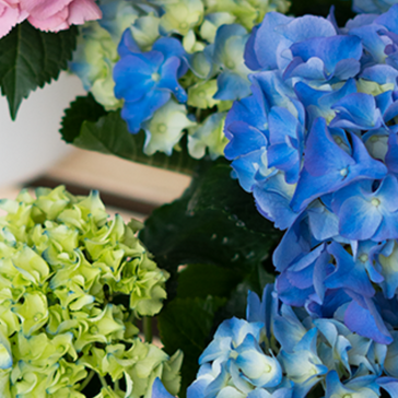 Plantsome’s Essential Spring Plant Care Guide