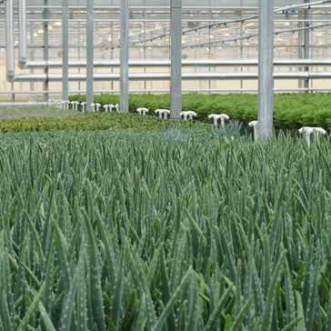 Therapeutic Plants for your Home