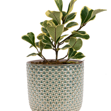 How to care for a Ficus Triangularis