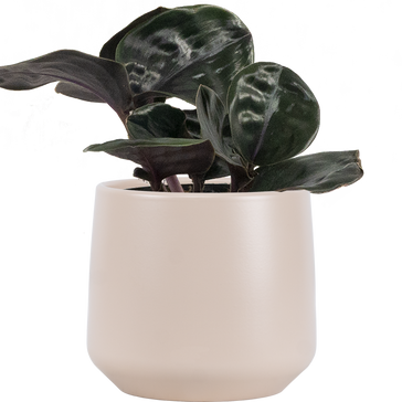 How to care for a Geo Plant