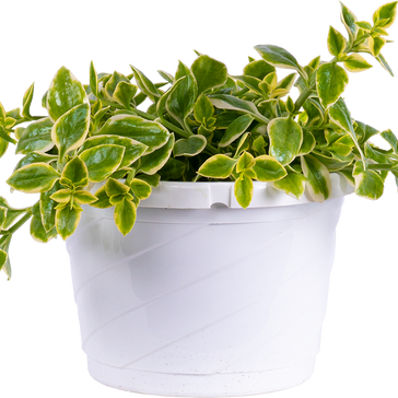 How to care for a Aptenia Cordifolia plant