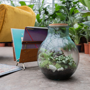 How to Create & Care For a Terrarium