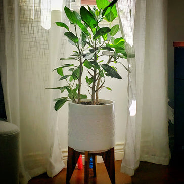 Interview: Sonia's plant family