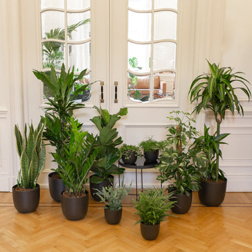 Top 6: Safe and Stylish Greenery for Your Home