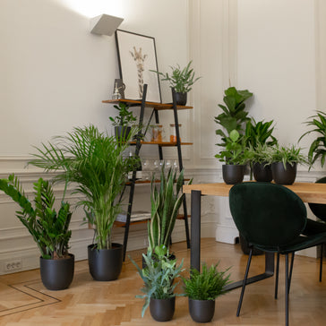 Air Conditioning and its Impact on Indoor Plants: Tips and Tricks